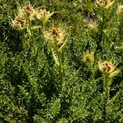 2015-07 Savoie/Orgère/DSC_0305.JPG